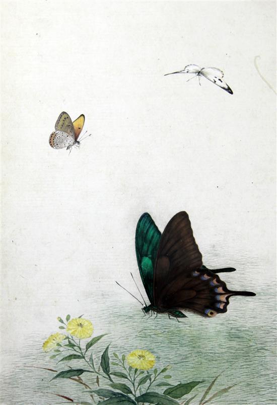 A set of ten Chinese School watercolours on paper, of butterflies and flowers, 19th century, each 29.5 x 18cm incl. borders